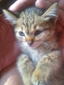 ласковый котенок ждет своего хозяина #712242