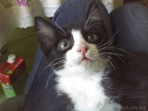 Отдам кота добрым людям #722229