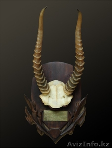 Куплю старые рога сайгака #706453