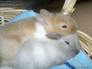продам декоративных кроликов - ласковые ручные #725777