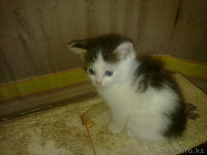 Спасите котенка #718532