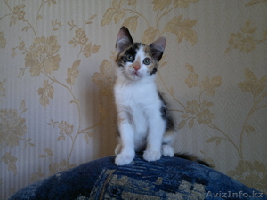 Отдам очаровательную кошечку #695777