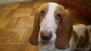 Продам годовалого щенка Бассет-хаунд #709574