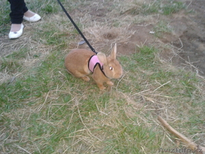 Продаю декоративных кроликов #702401