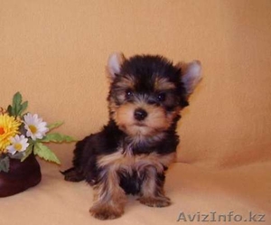 ЙОРКширский терьер щенки МИНИ #714169