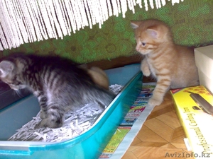 Отдам котят в добрые ручки #722348