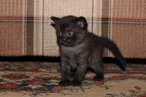 Котята скоттиш страйт #706247