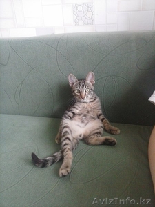 котенок хороший #716484