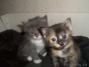 отдам срочно котят в хорошие руки!!! #707831