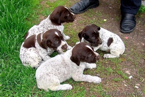 шенки дратхара от заслуженых чемпионов казахстана.награды.медали.кубки.грамоты   #719629
