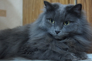 Кот в хорошие руки #717288