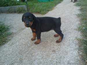 Щенки добермана #714166