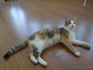 Ищу хорошую хозяйку (хозяина) для трехцветной кошечки Милы #718606