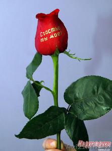 Фломастеры для нанесения надписей на живые цветы #724203