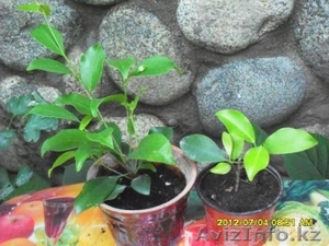 Фикусы разные .Укорененные черенки и взрослые растения. #726552