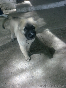 Продаю собаку Алабай #720632