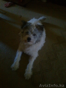 Отдам даром собачку #707701