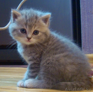 шотландская прямоухая кошечка #701708