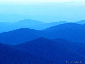 Продаем Полиамин-тесты. #723406