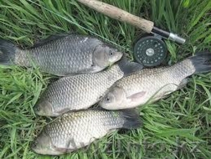 продам рыбу с/м  #711198