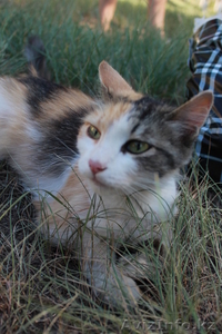 Предлагаю фото и видео услуги #723413