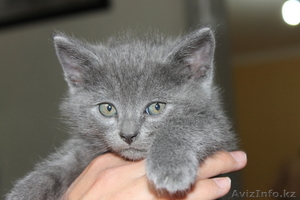 Скотишь фолд и страйты #721393