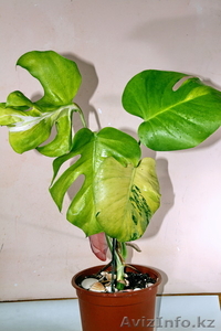 экзотические комнатные цветы #718153