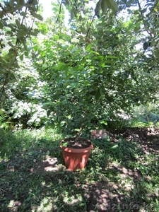 деревья лимонов #724397