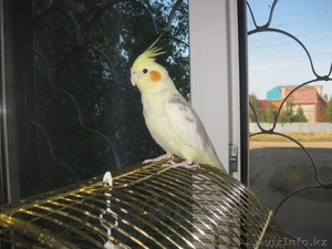 попугай чуть больше волнистого #713692