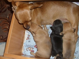 щенков той-терьра #704980