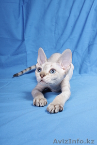 Котята девон рекса, сказочные эльфы. #684326