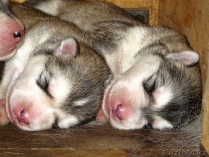 Продам щенков аляскинского  маламута #704091