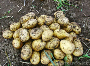КАРТОФЕЛЬ СВЕЖИЙ 2012г. #726071