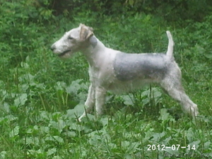 продам щенков фокс терьера #579948