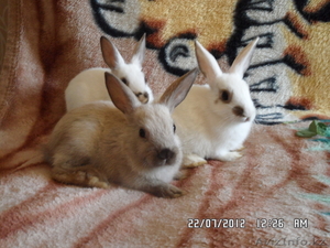 продам декоративных крольчат #720573