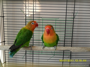 Красивая пара Неразлучников Фишера #726540