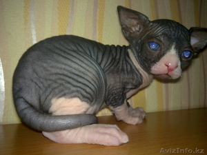 Продам канадиков #738443