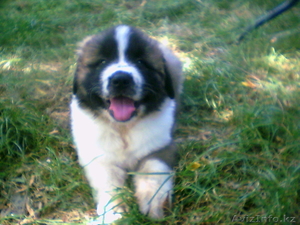 щенки московской сторожевой #733735