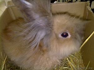 Продам кролика с клеткой #738359