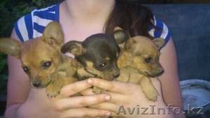 щенки той терьера #738770