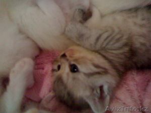 Вислоухие и прямоухие котята #739324