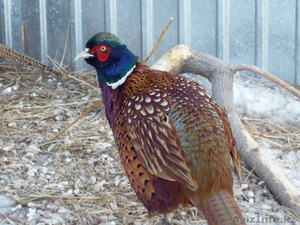 Фазан в Казахстане #735516