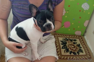 Продам французкого бульдога(девочка) 4 мес. #743509
