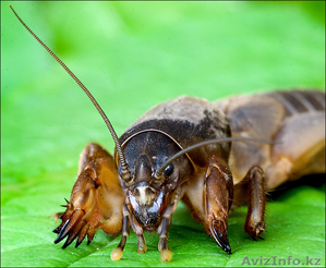 Лечение туберкулеза #745155