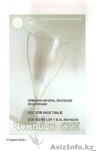 Продам щенка НО #736791