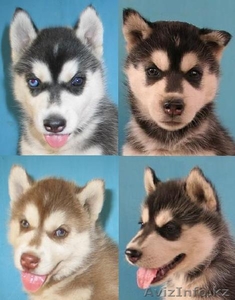 Щенки породы Сибирский хаски,  дата рождения 14.07.12 г.  #747011