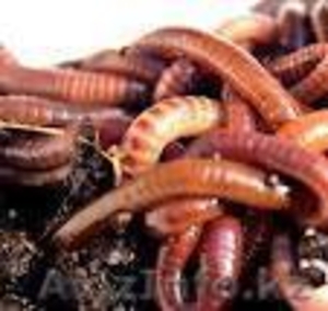 Калифорнийскае черви #731943