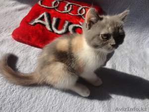 Продам шотланского котёнка Скоттиш страйт,  цена договорная #736180