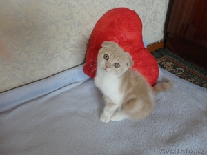 Продам шотланского вислоухого котёнка,  цена договорная #736175