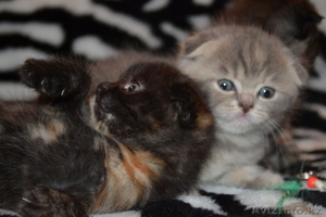 Скотиш-фолд(шотландская вислоухая) #733614